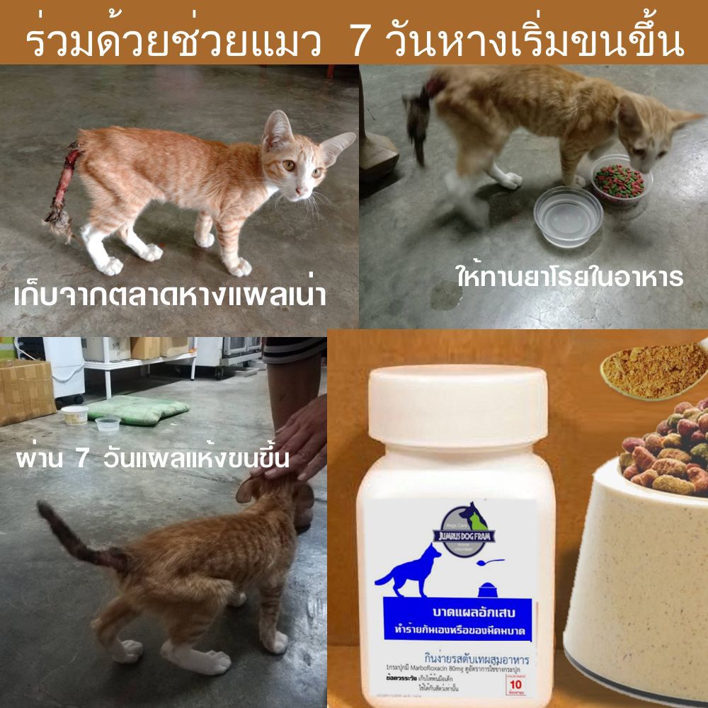 ผงเสริมอาหารช่วยเร่งแผลแห้ง ทานง่ายเหมาะกับ สัตว์เลี้ยงเช่น สุนัข แมว ไก่ นก