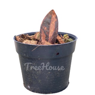 กวักมรกตดำด่างชมพู  (Black Zamioculcas variegated) กระถาง 3 นิ้ว 1 ใบ แท้ 100%