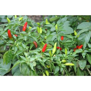 ต้นพริกขี้หนูสวน แท้ กระถาง 5นิ้ว Bird’s eye chilli 🌶plants 5”pot