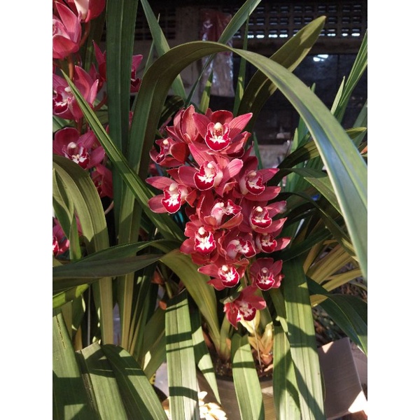 ซิมบิเดียม สีดอกตรงปก ลูกผสมดอกแดง 420 กระถางที่จัดส่งไม่มีดอก