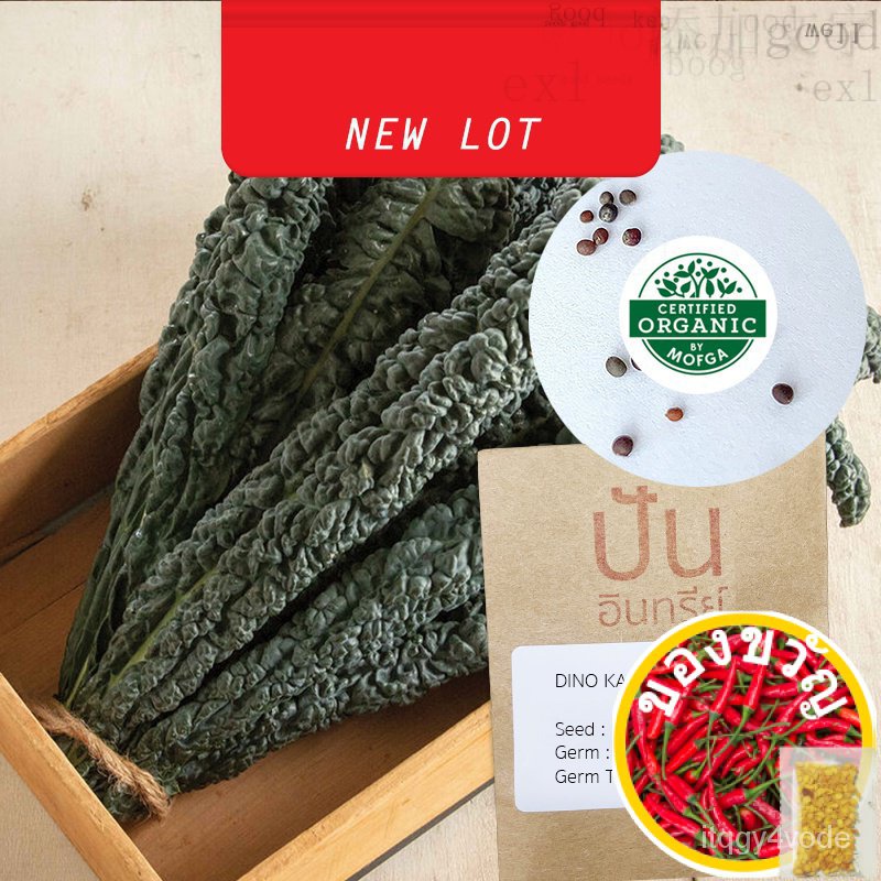 เมล็ดอวบอ้วน100%เมล็ด​พันธุ์​ ไดโนเคล Dino Kale (Organic Seed) Superfood เคลไดโนเสาร์ ผักเคลเมล็ดพันธุ์KaleCabbageRoseCo