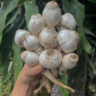 สอบถามก่อนสั่งซื้อนะจ๊ะ🍄เห็ดโคนปลวก ธรรมชาติ คัดตูม หรือเห็ดโคนหลวง