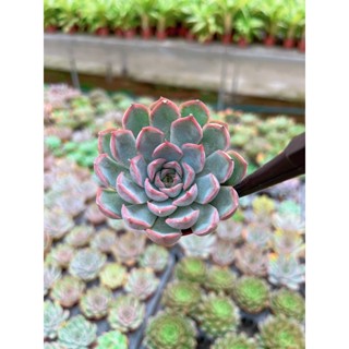 Echeveria Orine  กุหลาบหินสีชมพูขอบแดง ต้นใหญ่มาก ยิ่งเลี้ยงยิ่งสวย