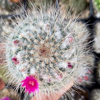 Mammillaria hahniana superba