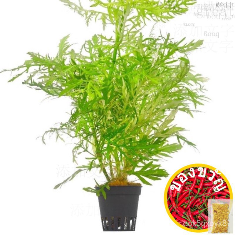 ◾ (Hygrophila Difformis) ความชื้นสัมพัทธ์ (Hygrophila Difformis) F29Y