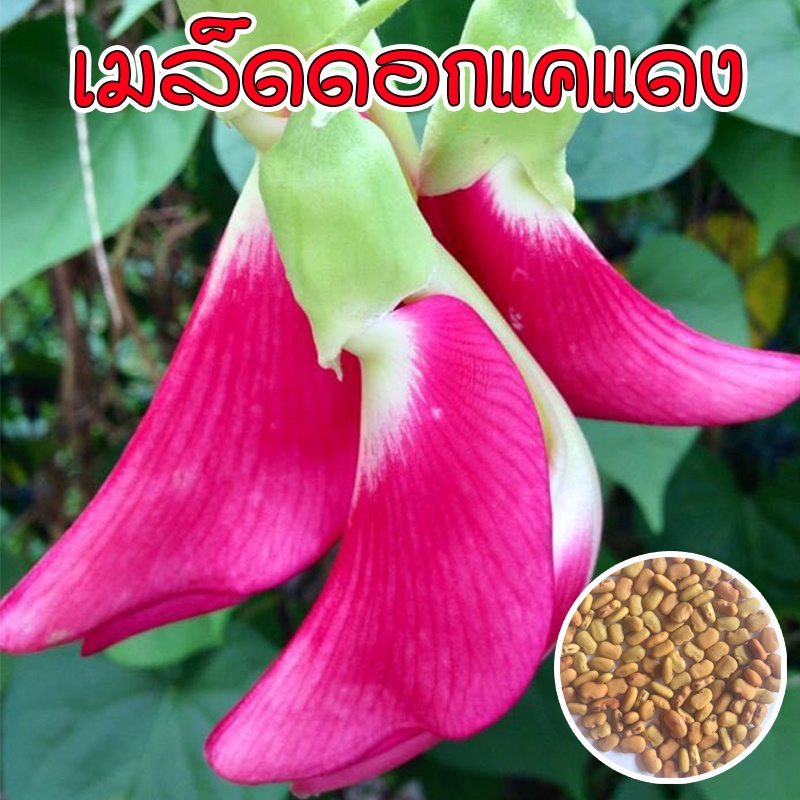 แคแดง แคบ้าน เมล็ดดอกแคสีแดง พันธุ์พื้นบ้าน ดอกดก บรรจุ 70 เมล็ด [10 แถม 1 คละได้]