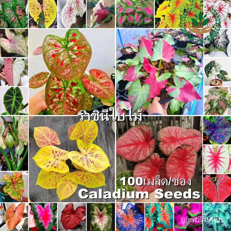 （มีของแจก）100PCS 29สี Color Mixing Caladium Seeds บอน ต้นบอนสี "ราชินีใบไม้" Caladium Bicolor Flower Plants Seed เมล็ดบอ