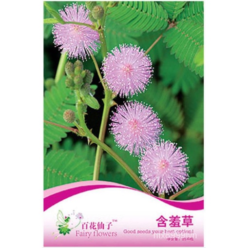 GNC-นางฟ้าดอกไม้เมล็ด Mimosa Pudi bigbeni ร้อยดอกไม้นางฟ้า Mimosa เมล็ด F020/ดอกไม้/สวน/ดอกทานตะวัน /f SNCG