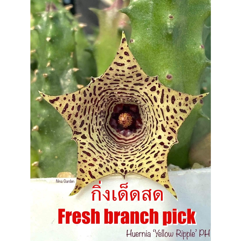 เก๋งจีน Huernia Yellow Ripple Pranburi Hybrid  *กิ่งเด็ดสด* แคคตัส ไม้อวบน้ำ Cactus and Succulent
