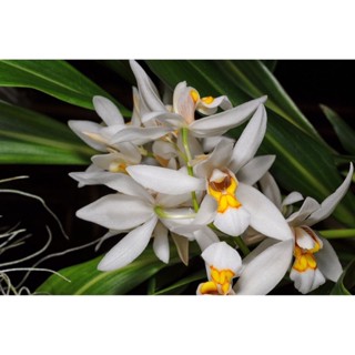 กล้วยไม้เอื้องเทียนสกาวจันทร์ กลิ่นหอม (Coelogyne )