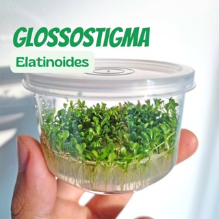 กลอสโซ่ (เนื้อเยื้อ) - Glossostigma elatinoides (Tissue Culture) ต้นไม้น้ำ