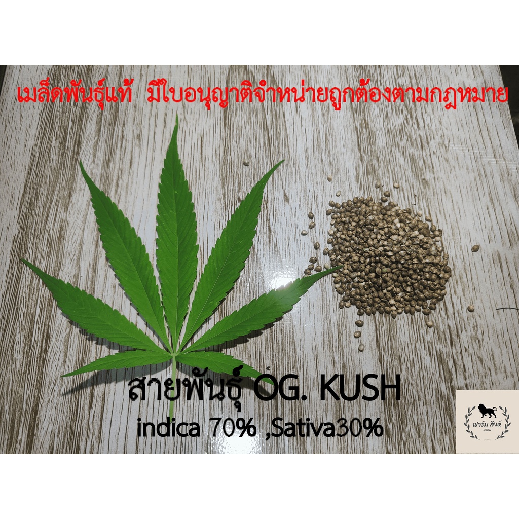 (เมล็ดเมียแท้) OG KUSH สายพันธุ์แท้ มีใบอนุญาตขายตามกฎหมาย