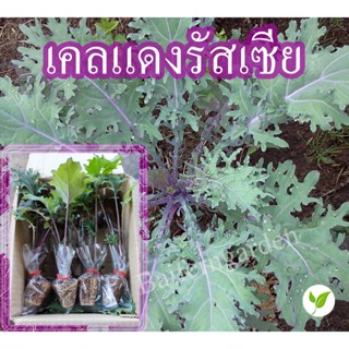 ต้นกล้าเคลแดงรัสเซีย รากแน่นต้นแข็งแรง สินค้าพร้อมส่ง