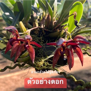 กล้วยไม้สิงโตกลอกตา ลูกผสม Bulbophyllum elevatopunctatum x สิงโตนักกล้าม