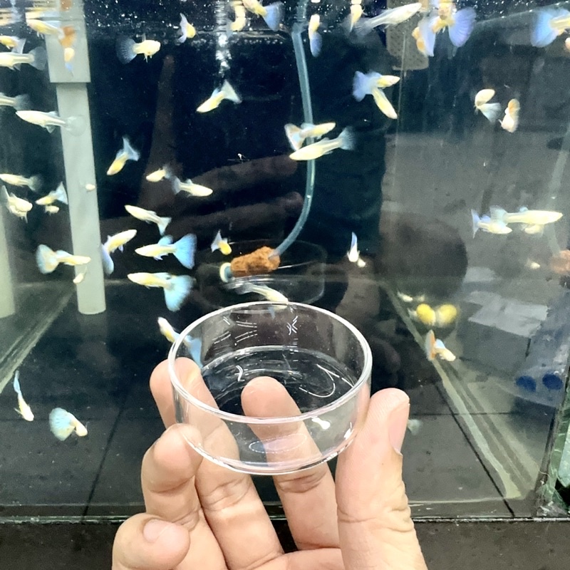 ชามอาหารใส่ปลา กุ้ง (กลม)