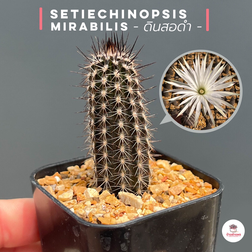 ดินสอดำ Setiechinopsis Mirabilis กระบองเพชร แคคตัส ไม้อวบน้ำ cactus&amp;succulent