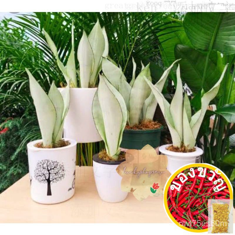 Moonshine Sansevieria พร้อมฟรี!! สไตล์/ชุดนอน/ชุดชั้นใน/ชุดนอน/ผู้ชาย/ผ้าเนื้อดี/ผ้ายีนส์/ กางเกง/กา