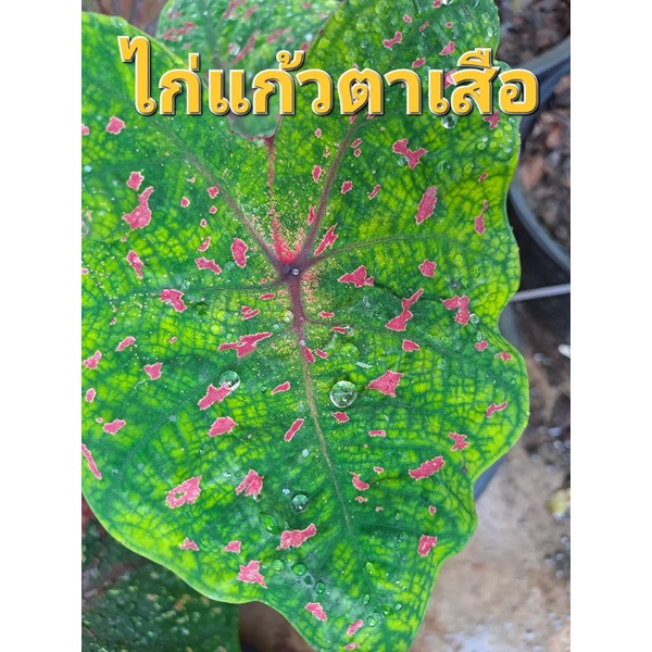 บอนสีไก่แก้วตาเสือบอนสีตระกูลไก่บอนแยกหน่อเลี้ยงนอกตู้