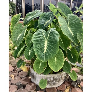 colocasia Nancy ✨บอนแนนซี่✨🪴 ต้นเล็กรากเดินแล้ว พร้อมส่ง