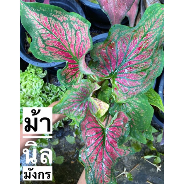 บอนสีม้านิลมังกรเป็นบอนสีโบราณหายากเป็นบอนแยกหน่อต้นใหญ่มากเลี้ยงนอกตู้