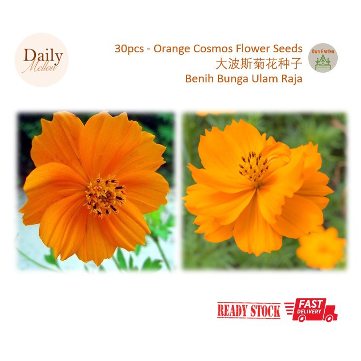 30และ Orange Universe Flower Seed/big Posky Flower Seed/ulam Flower Seed King [SG Flower Seed] เมล็ด