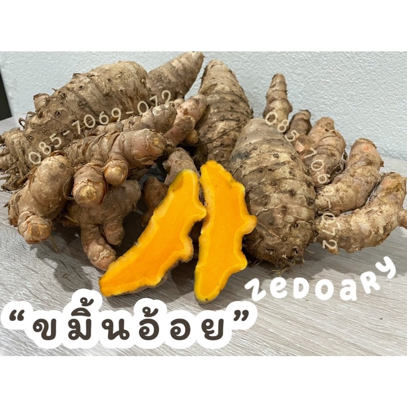 ขมิ้นอ้อย (ขนาด 1 กิโลกรัม) ขมิ้นขึ้น หัวสด หัวพันธุ์ ปลูกได้ ทานได้ ขมิ้นออร์แกนิค ทำยาได้หลายอย่าง