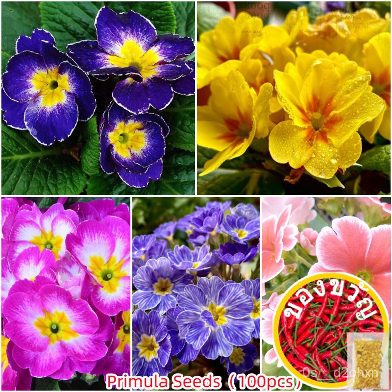 100ชิ้นใหม่เอี่ยม X8NG