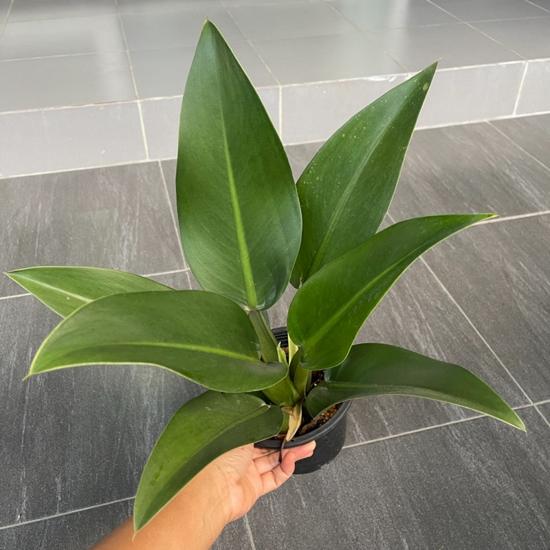 ฟิโลก้านป่อง (Philodendron martianum)