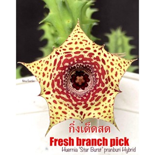 เก๋งจีน Huernia Star Burst Pranburi Hybrid  *กิ่งเด็ดสด* แคคตัส ไม้อวบน้ำ Cactus and Succulent