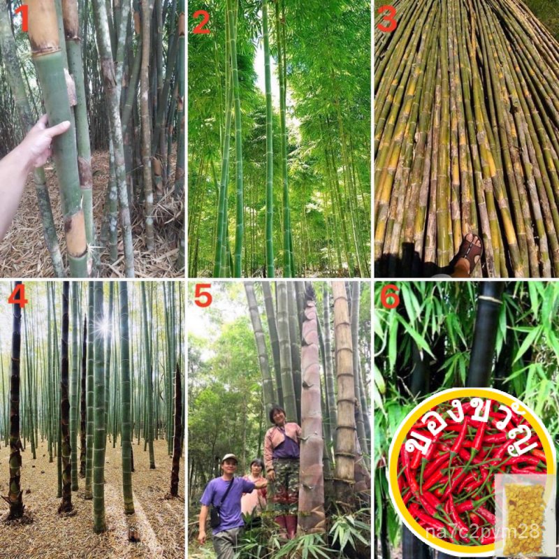 เมล็ดพันธุ์เมล็ดพันธุ์ ไผ่ (Bamboo Seed) มีให้เลือก 6 แบบค่ะ จำนวนเมล็ดอยู่ที่รายละเอียดสินค้าค่ะเมล็ดพันธุ์RubyMixescul