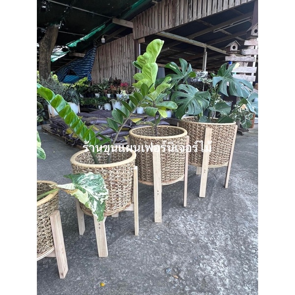 ตะกร้า ตะกร้าปลูกต้นไม้ ตะกร้าผักตบชวา ผสมหวายแท้ 🔥 งานสวยรับประกันคะ - รูปที่ 3