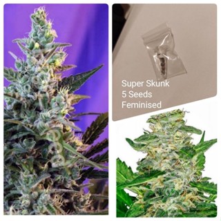 เมล็ดสายพันธุ์Super Skunk /Pack5seeds บรีดเพศเมีย