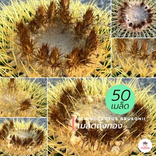 ( 50 เมล็ด ) เมล็ดถังทอง Echinocactus grusonii แคคตัส กระบองเพชร cactus&amp;succulent