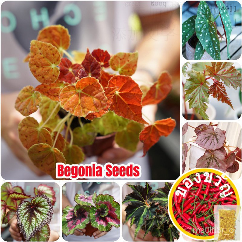 SG 100% ต้นฉบับ50ชิ้นบีโกเนียเซเนีย Hosta Plantaginea Performantulsi Sandalgarde เมล็ดเม D3NZ