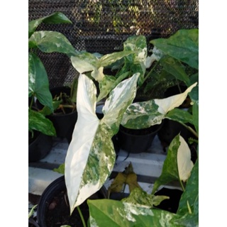 เงินไหลมาด่างขาว (Syngonium Podophyllum Variegeted)