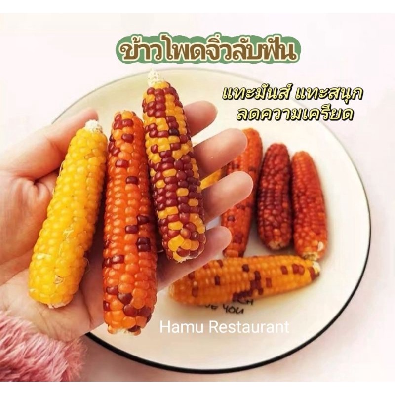 Hamu ♥️ ข้าวโพดอบแห้ง ข้าวโพดจิ๋วลับฟัน ฝักสวย สำหรับสัตว์ฟันแทะ แทะมันส์ มีประโยชน์ ช่วยลดความเครียด