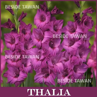 แก​ลดิ​โอลัส​Thalia หัวละ ​ 20บาท