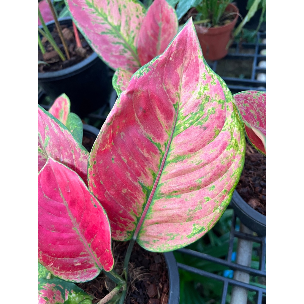 มุมมอง 2