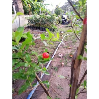 🍎ต้นทับทิมแดงมารวย แบบกิ่งตอน