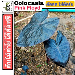 Colocasia Pink Floyd ตัดสดไม่ตัดใบ โคโลคาเซีย พิงค์ฟรอย