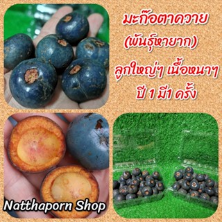 มะก๊อ (พันธุ์เมือง) หมากค้อ​ หรือ​ ปาล์ม​ค้อ​