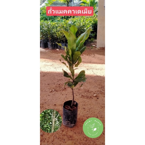 ( พร้อมส่ง ) ต้นถั่วแมคคาเดเมีย ช่วยป้องกันโรคหัวใจ มีโปรตีนสูง รสชาติอร่อย ปลูกง่าย โตไว