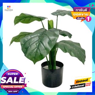 Bon ต้นบอน (S) รุ่น LYLL06008 สีเขียว Bon tree (S) FONTE model LYLL06008 green