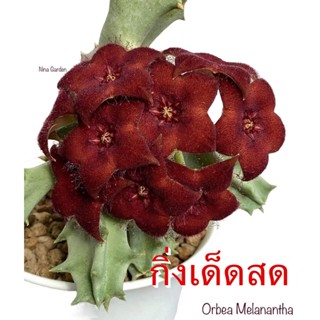 เก๋งจีน Orbea Melanantha  *กิ่งเด็ดสด* แคคตัส ไม้อวบน้ำ Cactus and Succulent