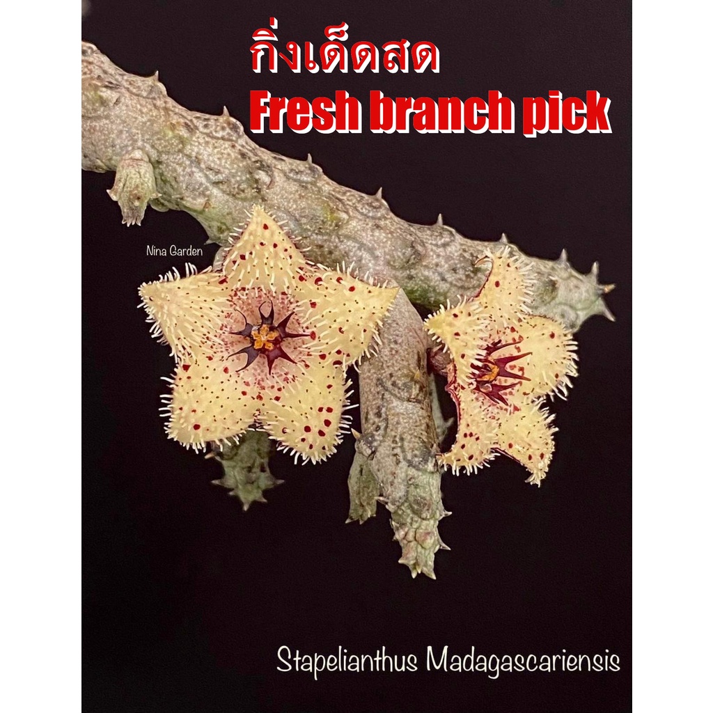 เก๋งจีน Stapelianthus Madagascariensis *กิ่งเด็ดสด* แคคตัส ไม้อวบน้ำ Cactus and Succulent