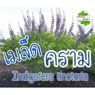 เมล็ด คราม สมุนไพร+ใช้ย้อมผ้า Indigofera tinctoriaเมล็ดแท้ นำเข้าจากต่างประเทศ