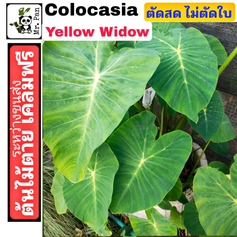 Colocasia Yellow Widow ตัดสด ไม่ตัดใบ โคโลคาเซีย เยลโล่ วิโดว์