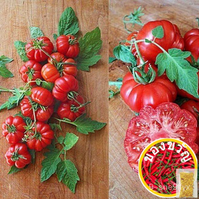 เมล็ด มะเขือเทศ คอสโตลูโต (Costoluto Genovese Tomato Seed) บรรจุ 5 เมล็ด คุณภาพดี ของแท้ 100%กางเกง/ขึ้นฉ่าย/บุรุษ/ทานตะ
