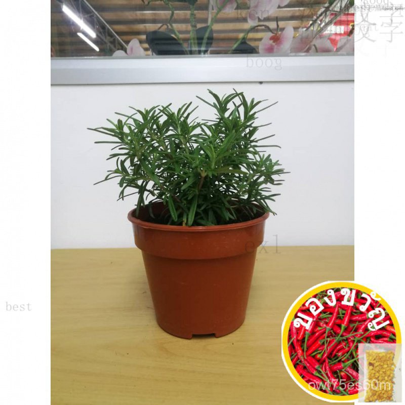 ฤดูร้อนพืช ytt problema yingdan Carissa greencodiaeum variegatumrose ญี่ปุ่น Anxi เต็ม sunoutdoor พื