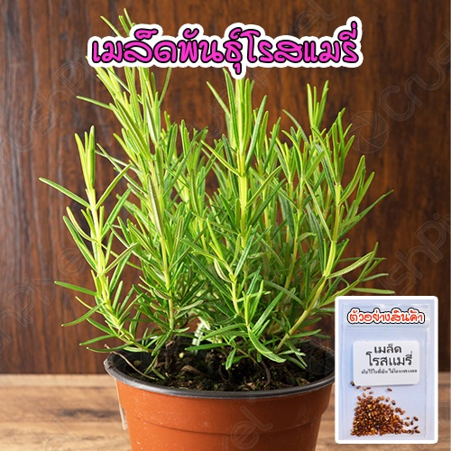 เมล็ดพันธุ์โรสแมรี ออร์แกนิค Rosemary ปลูกง่าย งอกดี (ซื้อ 10 แถม 1 คละได้)